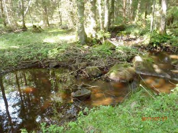 (1 30 m): Äldre granskog 3 Dominerande trädslag: Gran, al Omgivning: Barrskog 3 Påverkan (0 3): 0 Strukturelement: Meandrande i skogsmiljö Beskrivning: Sträckan meandrar och är blockrik med höljor