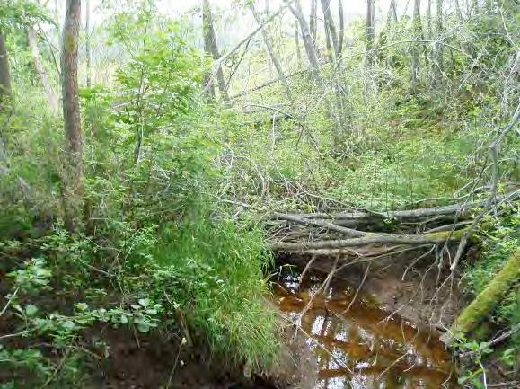 Dominerande vattenvegetation (0 3): Fontinalis 1, Rotade och/eller amfibiska övervattenväxter 1, trådalger 1 Skuggning (0 3): 3 Dödved (0 3): 3 Lekbiotop (0 3): 1 Uppväxtbiotop (0 3): 2 Tillgång till