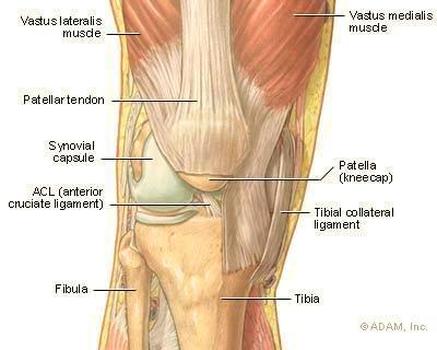 novialmembranet inte kläms mellan femur, patella och tibia vid knäets extension. (Behnke 2008 s. 196-198) Till den posteriora muskelgruppen hör m. biceps femoris, m. semitendinosus, m.