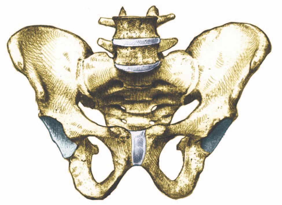 NEDRE EXTREMITETENS SKELETT Pelvis Pelvis eller bäckengördeln är uppbyggd av tre stycken ben, os sacrum, os coccygis och det pariga os coxae.