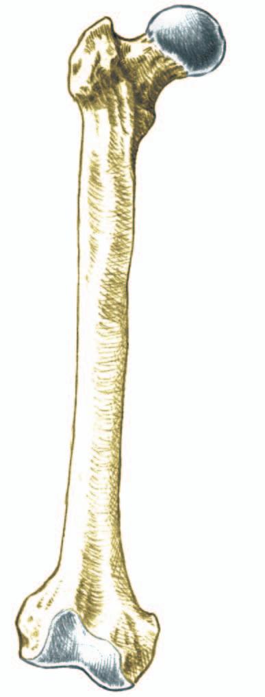 NEDRE EXTREMITETENS SKELETT Femur Femur är kroppen största ben och ledar i sin proximala del med sitt sfäriskt formade ledhuvud, caput femoris, mot acetabulum.