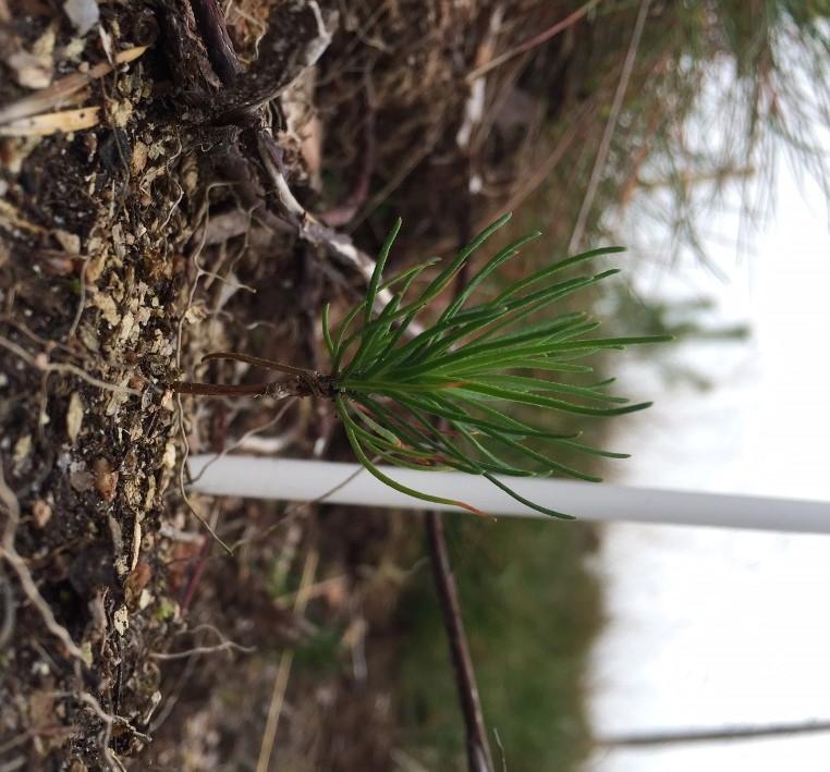 SeedPAD - ny föryngringsmetod för tall Plantans