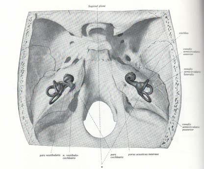 Benign Positionell Paroxysmal Vertigo=BPPV UNIK SJUKDOM!!! Vanlig!