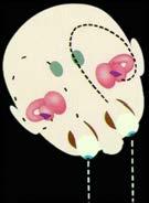 Vestibulärt impulstest (Halmagyi & Curthoys 1988) Head Impulse test Bakgrund: