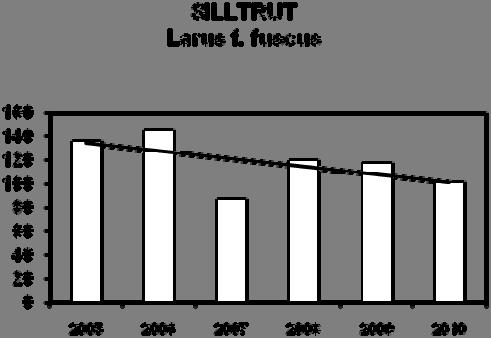 Silltrut (Larus fuscus fuscus) Tendensen är under inventeringsperioden minskande, se figur 9, vilken i år förstärktes med så låga antal som 101 individer på 18 lokaler.