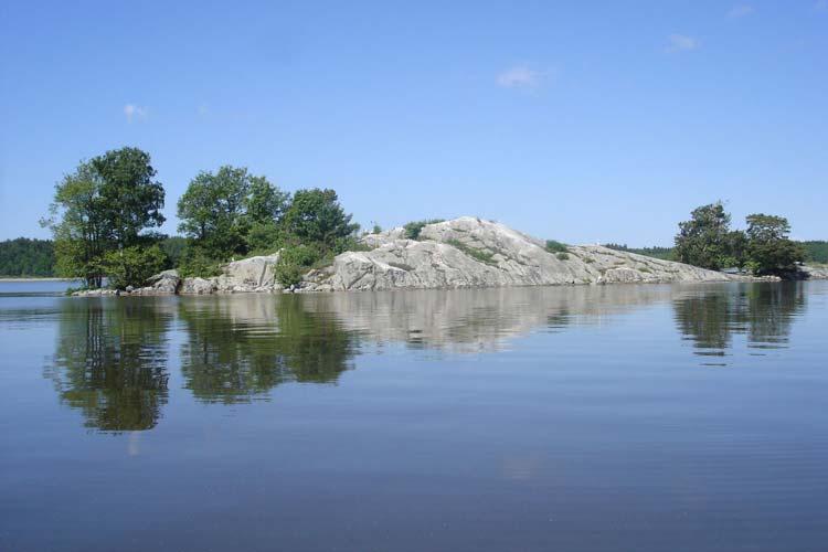 Lilla Skinnpälsen. Havstrut (Larus marinus) Förekomsten av häckande havstrut i Mälaren synes fortsatt stabil, även om antalet häckande par är lågt, se tabell 16. Delområde Basin Tabell 16.