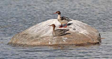 Småskrake (Mergus serrator) Förra året kunde vi notera en drastisk minskning av antalet småskrakar, följd av en negativ tendens under föregående år.