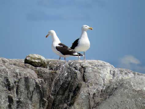 Havstrut (Larus marinus) Sammanlagt 19 adulta havstrutar på 13 lokaler registrerades i år, vilka är låga siffror sett till perioden 2005-2014.