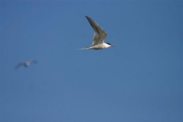 Tabell 8. Fisktärnans reproduktion på undersökta fågelskär i Mälaren 2009-2014. Table 8. Reproduction of Common Tern at checked islets in Lake Mälaren 2009-2014.