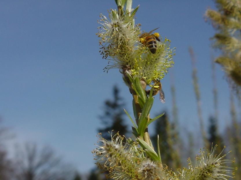 Miljöaspekter Inga insekticider Inga svampmedel Begränsad användning av