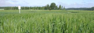 VÄXTREGULATORER Terpal Terpals bruksmängder i korn baserat på liggsädsrisken 0,5-0,7 l/ha 0,7-1,0 l/ha 1,0-1,5 l/ha Amber Barke Artturi Annabell Braemar Arve Fairytale Brage Edwin Justina Edel Erkki