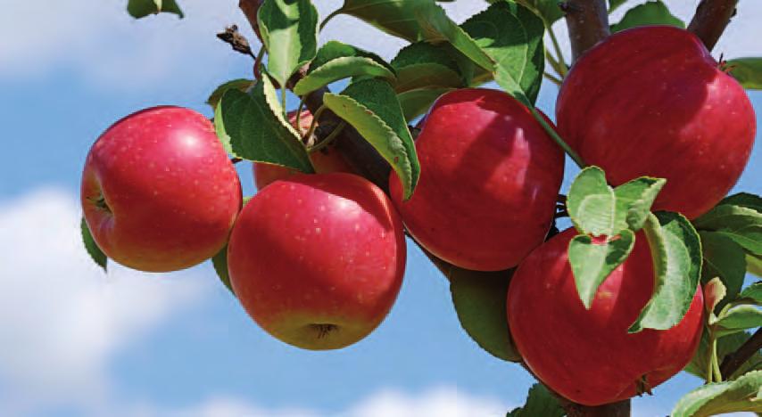 Summerred Ett avlångt ganska fast äpple med aromatisk smak.