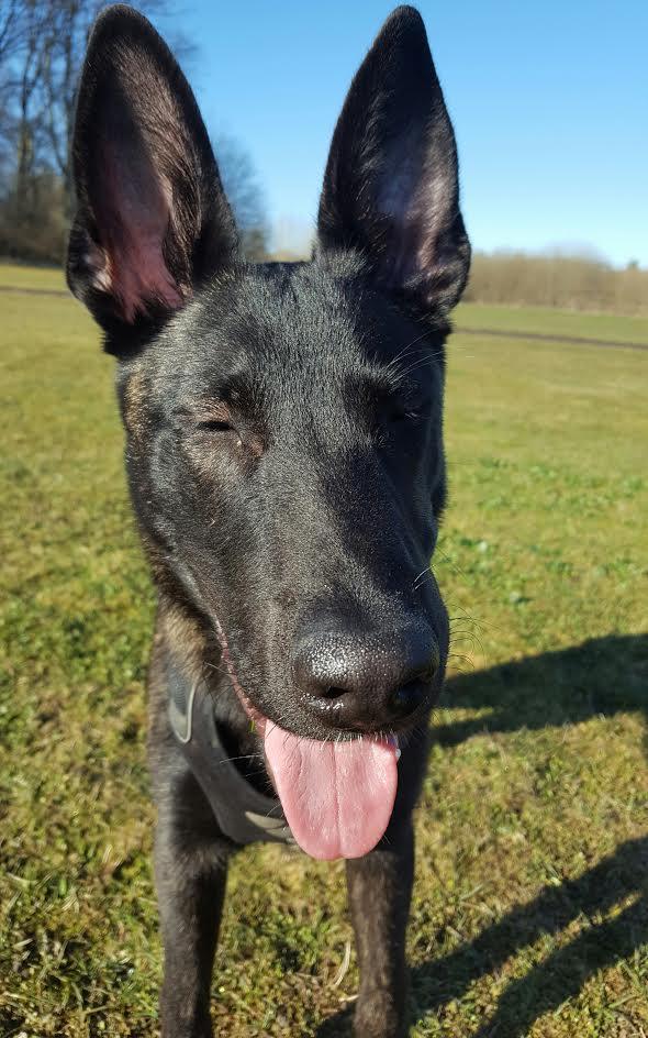 Fakulteten för veterinärmedicin och husdjursvetenskap Institutionen för Husdjursgenetik Beteende som Avelsutvärdering på Hund Evelina Kess Evelina