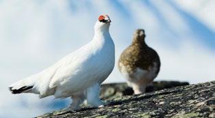 Lite senare gör vi en gummibåtstur djupare in i fjordsystemet och förhoppningsvis har vi även möjlighet att vandra över åsen till den vackra Bunesstranden.