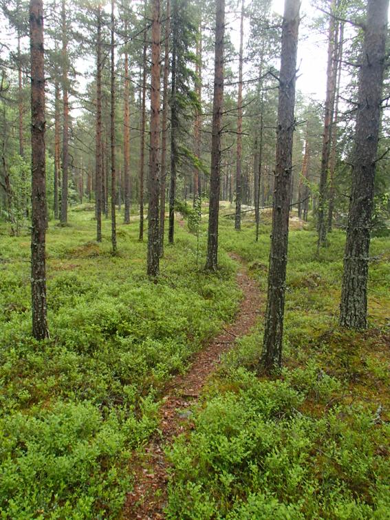 NATURVÄRDESINVENTERING AV OMRÅDE VÄSTER OM HEDENSBYNS INDUSTRIOMRÅDE, FÖR DETALJPLAN