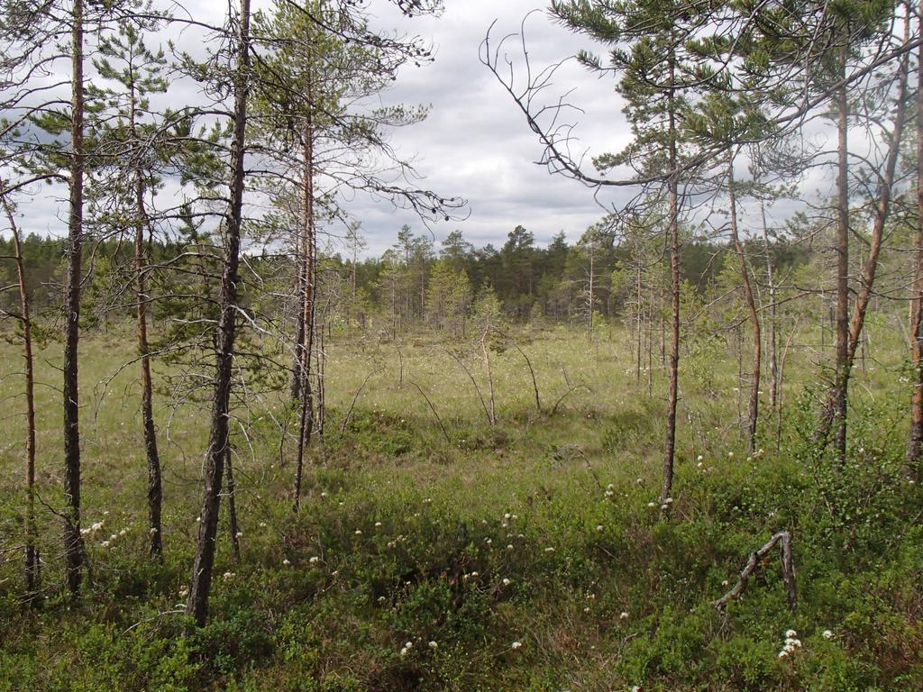 Figur 6. Vy över centrala delarna av Sjömyran. Område 5 Ett litet skogsområde nordväst om ett äldre hygge som hyser ett flertal äldre tallar.