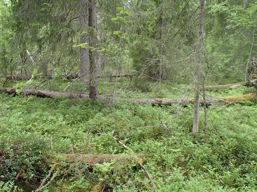 Figur 4. Området med flera lågor där ullticka hittades.