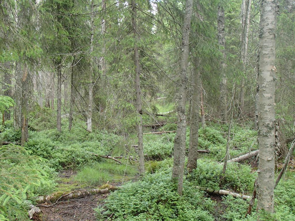 Figur 5. Sumpskogsområdet med självgallring norr om Sjön.