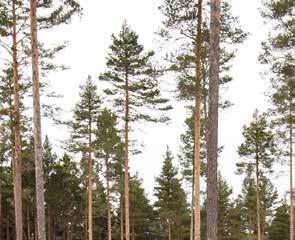 Det var egentligen bara frågan m Kdiaq skulle kunna vara så bra i verkligheten sm den såg ut på papperet.