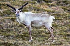 Hreindýrum fór fjölgandi á árinu og veiði óx. talið að magn skriðunnar hafi verið um fimm milljónir tonna. Skeiðarárhlaup kom í fyrstu viku desember. Það náði hámarki 7.