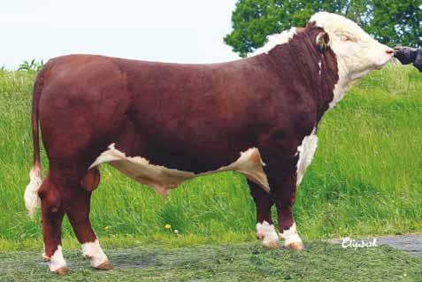 VB King Hornstatus: A Könsorterad sperma Sexed semen PP King av Galtås F: PP Nacho av Galtås M: 699 GPH Lynette FR Magnum P584 FF: K-Cow Nacho Man FM: 663 GPH Lynette FR Devon P501 MF: Lamport s