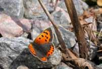 Ursprungligen utfyllnadsmark som utvecklats till ruderatmark med intressant flora och fauna.