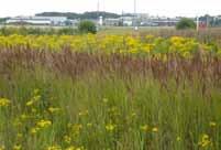 Iakttaget vid besök: Flora: bergrör, brunört (vitblommig dvärgform), daggkåpa,