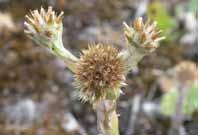 På de centralare delarna har relativt nyligen deponerats stora mängder kalkgrus/jord, som till största delen slätats ut. I kanterna har etablerats delvis intressant flora, bl.a. stora mängder käringtand.