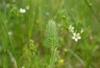 Ruderatmark som fortfarande är öppen och blomsterrik.