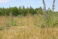 Iakttaget vid besök: Flora: bergrör, blåeld, gråbinka, kardvädd, käringtand,