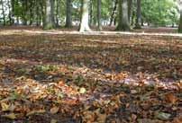 I norr finns gles skog huvudsakligen bestående av bok med dåligt utvecklad undervegetation.