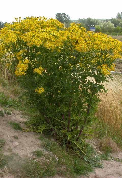 Sammanfattning Sammanfattning...2 Förord...3 Innehåll...4 Översiktskarta...6 Några bilder ur Malmös flora....8 Några Malmöbiotoper...10 Områdesbeskrivningar.