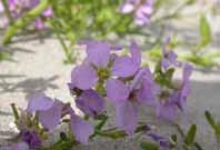 Sandstranden utsätts för kraftigt slitage av badande, kvar finns en viss naturlig strandvegetation som t.ex.