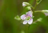 Iakttagna arter vid besök: Flora: dikesveronika (vid södra anlagda dammen), foderlosta (stort bestånd längs ån), grodmöja (i södra anlagda dammen), hundkäx, kirskål, läkevänderot (enstaka), maskros,