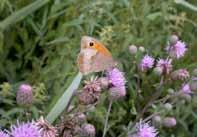 Fauna: Fåglar: sothöna, trädgårdssångare, svarthätta.