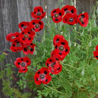 Festuca glauca Papaver