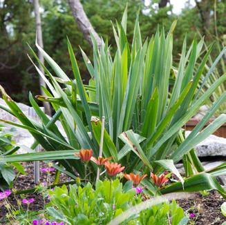 Yucca filamentosa