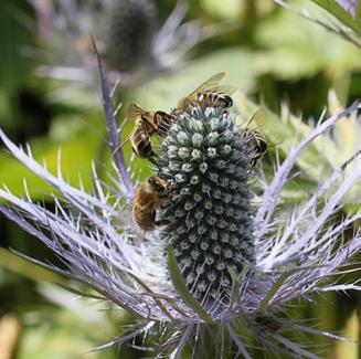 vulgare Eryngium alpinum