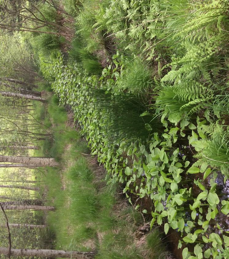 Motivering: Som öppen gräsmark i skogsbygd har biotopen ett visst biotopvärde. Artvärdet är obetydligt.