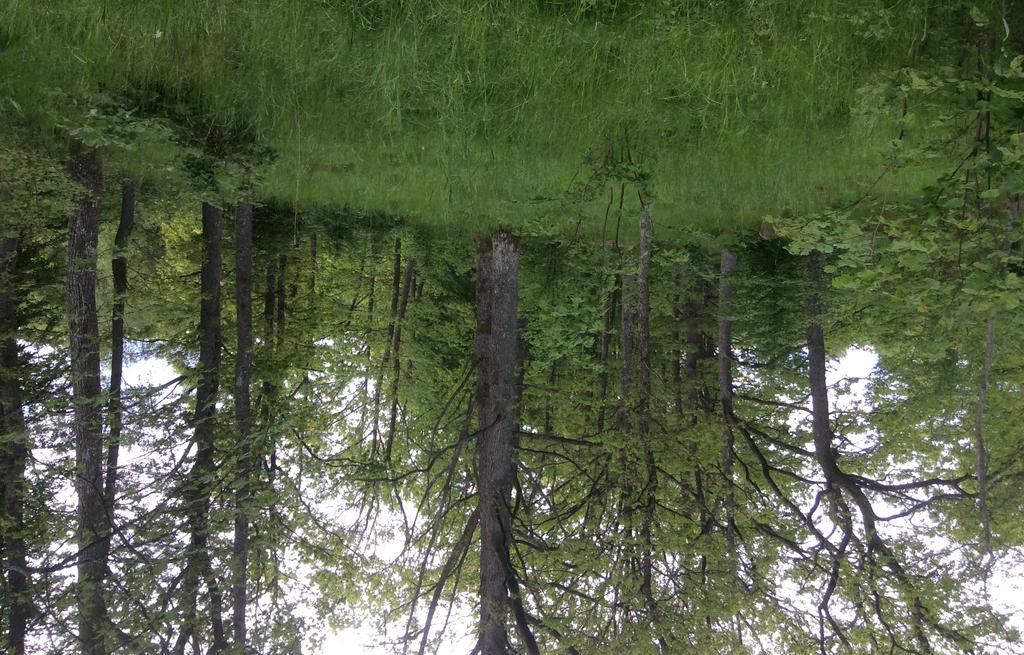 5 Mager ekskog med viltbetad undervegetation i objekt 6. Motivering: Objektets artvärde är obetydligt. Som ädellövskog bedöms objektet ha ett visst biotopvärde.