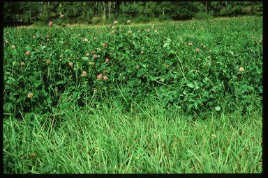 ley in ecological agriculture.