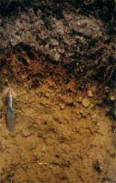 Humus-iron podzol (Soil survey archive) Brown earth