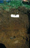 The ongoing leaching in podzol soils results in the
