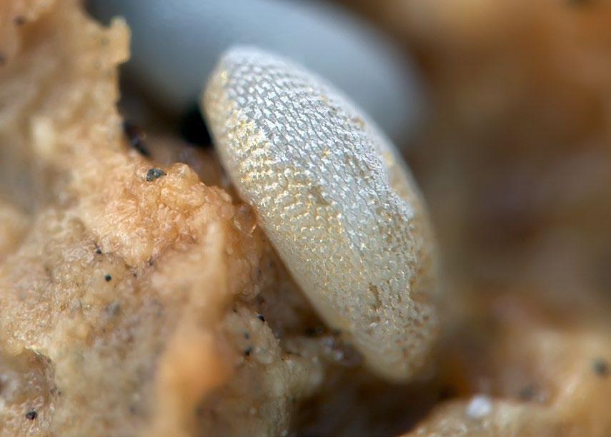 syrphidae 13 Bilderna visar ägg, larv, puppa och puppskal av almsavblomfluga Brachyopa insensilis.