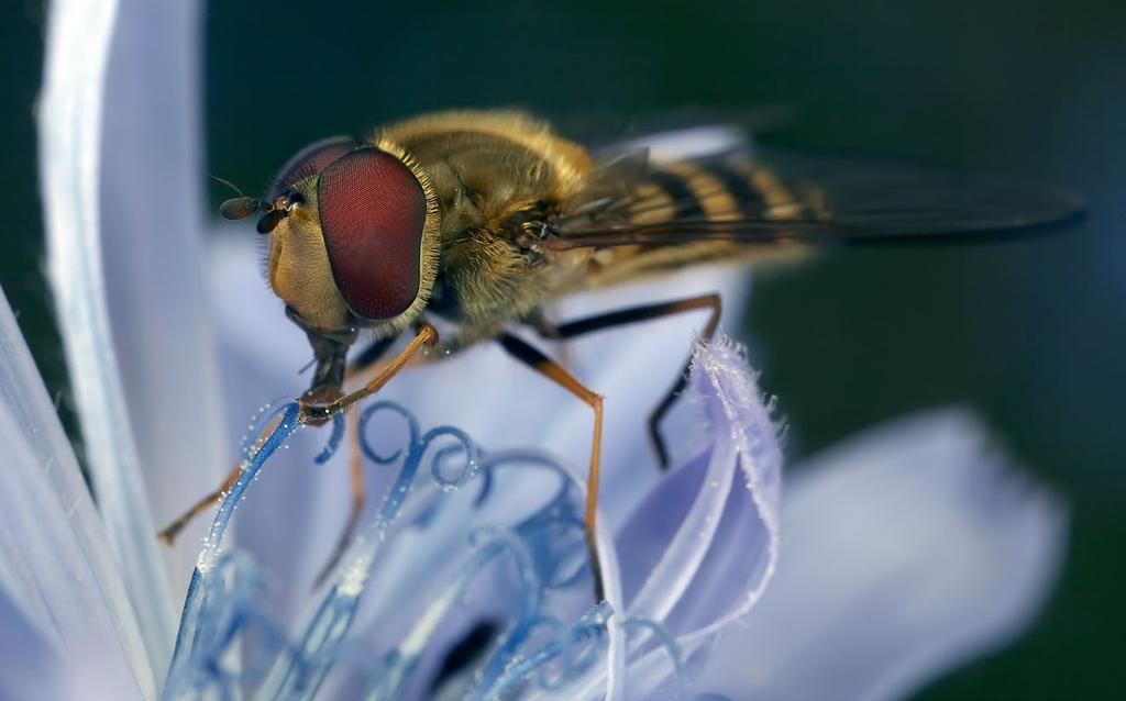 20 nationalnyckeln till sveriges flora och fauna En blombesökande hona av tångslamfluga Eristalinus aeneus som är helt inpudrad med pollen. De fläckiga ögonen är typiska för släktet Eristalinus.