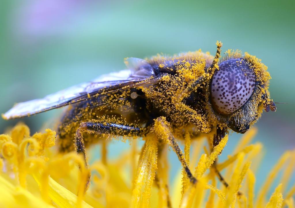 FOTO: KRISTER HALL Beteende och ekologi Födosök Blomflugorna har fått sitt svenska namn av att de besöker blommor för att äta pollen och nektar.