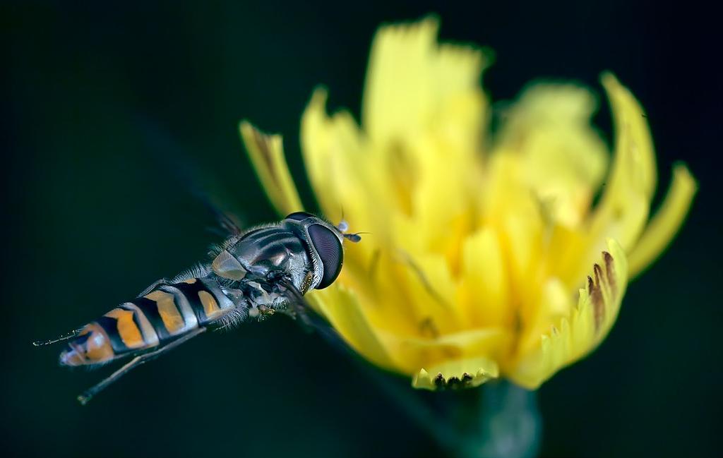 syrphidae 3 Liksom hos andra flugor är det bakre vingparet hos blomflugor ombildat till svängkolvar (haltérer) som under flykten rör sig i takt med vingslagen men åt motsatt håll.