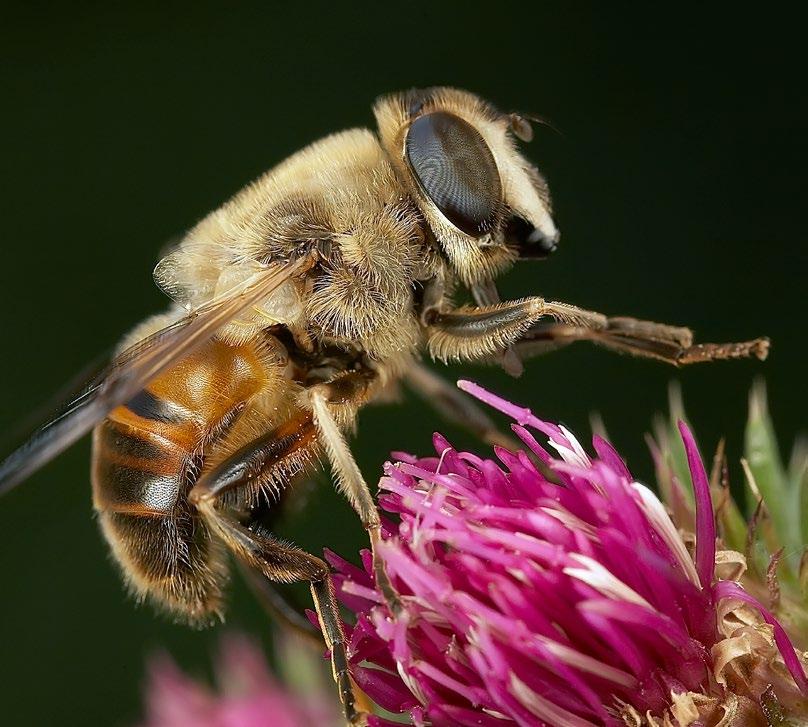 Bladlusvårdande myror ger sig normalt inte på de ägg och larver av blomflugor som finns i bladluskolonier. Rovlevande skalbaggar tar försvagade blomflugor som kommer i deras väg.