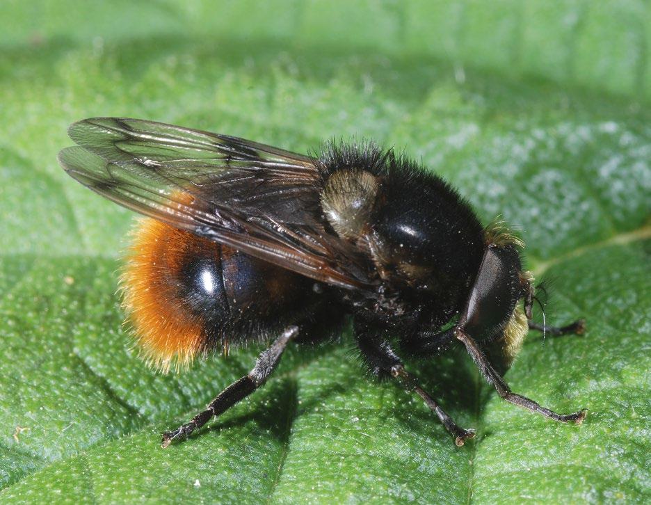 syrphidae 23 liknar bin eller rovsteklar. I en del fall är denna s.k. mimikry så bra att inte ens de som är väl bekanta med olika insektsgrupper genast ser att det rör sig om en fluga och inte en stekel.