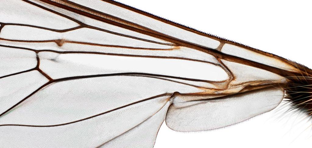 8 nationalnyckeln till sveriges flora och fauna analribba falsk vingribba främre basalcell bakre basalcell alula Bilden visar den inre delen av en vinge av flyttblomfluga Episyrphus balteatus som